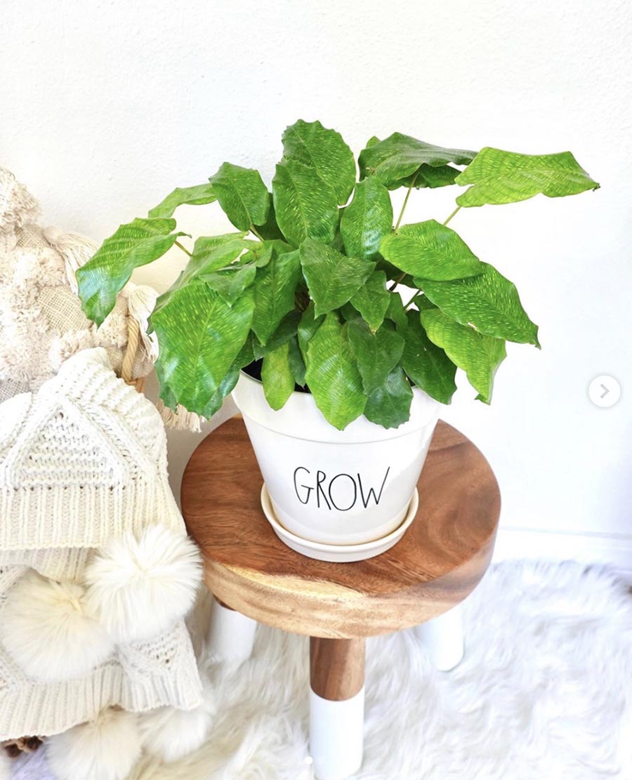 rae dunn grow plant pot on wooden stool