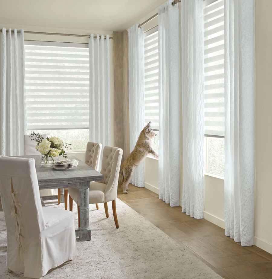 dog on windowsill in dining room in San Antonio TX