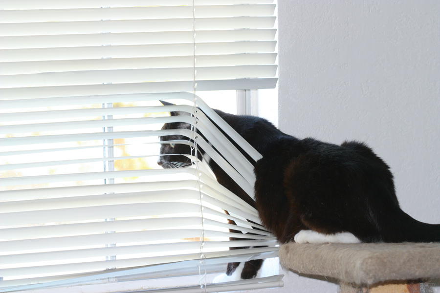 cat hides behind broken blinds